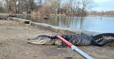 Huge 4ft Godzilla alligator dragged out of park lake in middle of New York city
