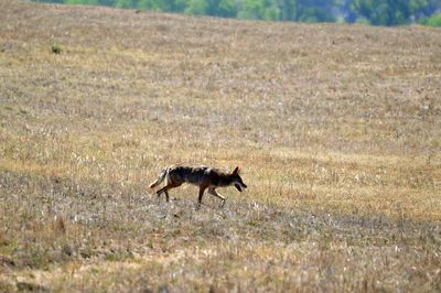 Kentuckians seeing more coyotes during winter mating season