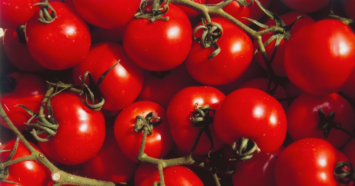 Tomato shortage explained as Aldi, Morrisons, Tesco…