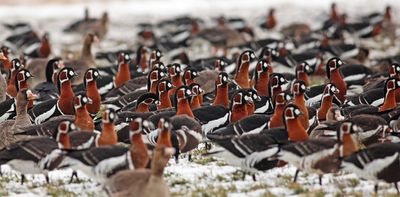 Russia’s aggression threatens efforts to protect nature beyond Ukraine