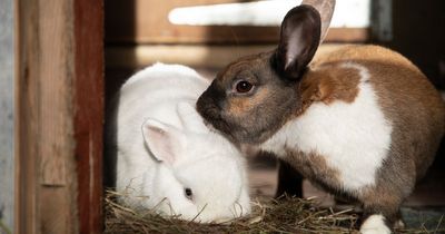 RSPCA backs calls for ban on sale and breeding of pet rabbits