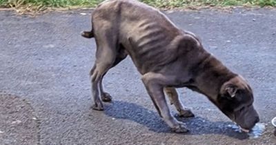 Dog left 'petrified and bewildered' after being 'dumped from a van'