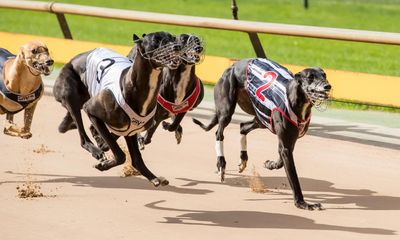 Greyhound racing injuries and deaths surge despite NSW government’s $30m safety pledge