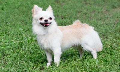 I’m trying to be more self-assured – but I crave approval from a 3kg chihuahua