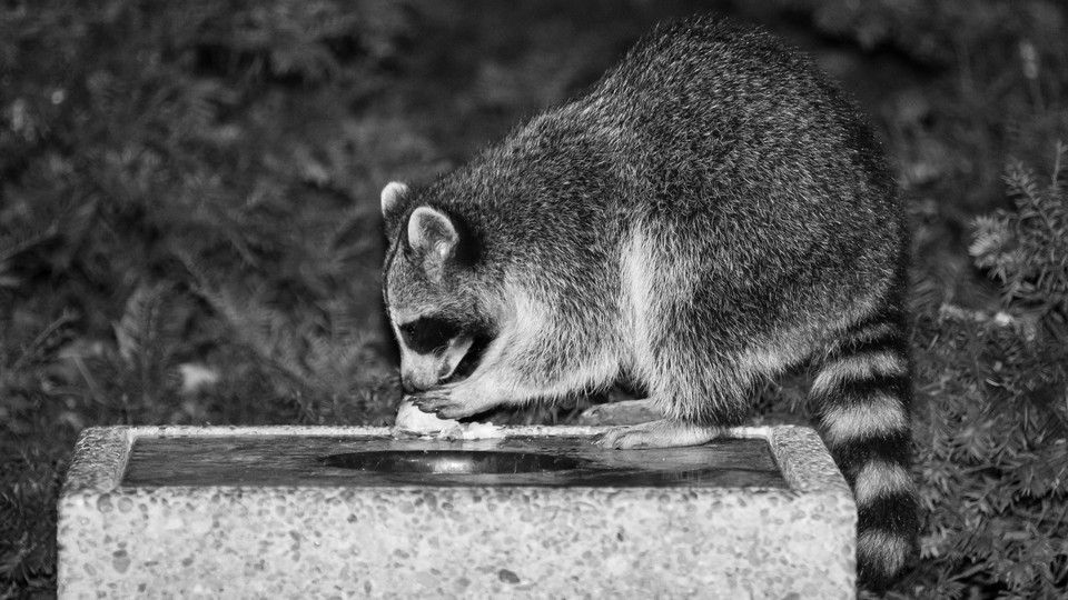 junk-food-is-bad-for-you-is-it-bad-for-raccoons