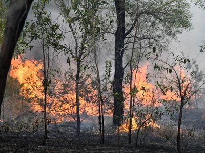 Australia a 'powder keg' for grassfires after big wet