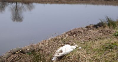 Concerns raised over discovery of dead swan on banks of the Forth at Cornton