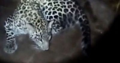 Leopard escapes cage and injures six people in horror six-hour rampage across city