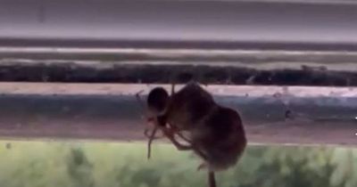 False widow spider caught eating shrew as Irish scientists investigate