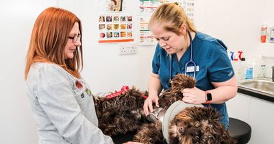 Greedy dog 'close to death' saved by vets after wolfing down entire kebab left 11inch skewer lodged near heart