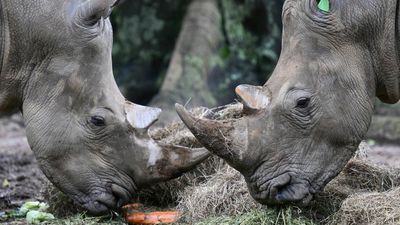 Botswana has seen a huge spike in rhinoceros poaching over the past 5 years