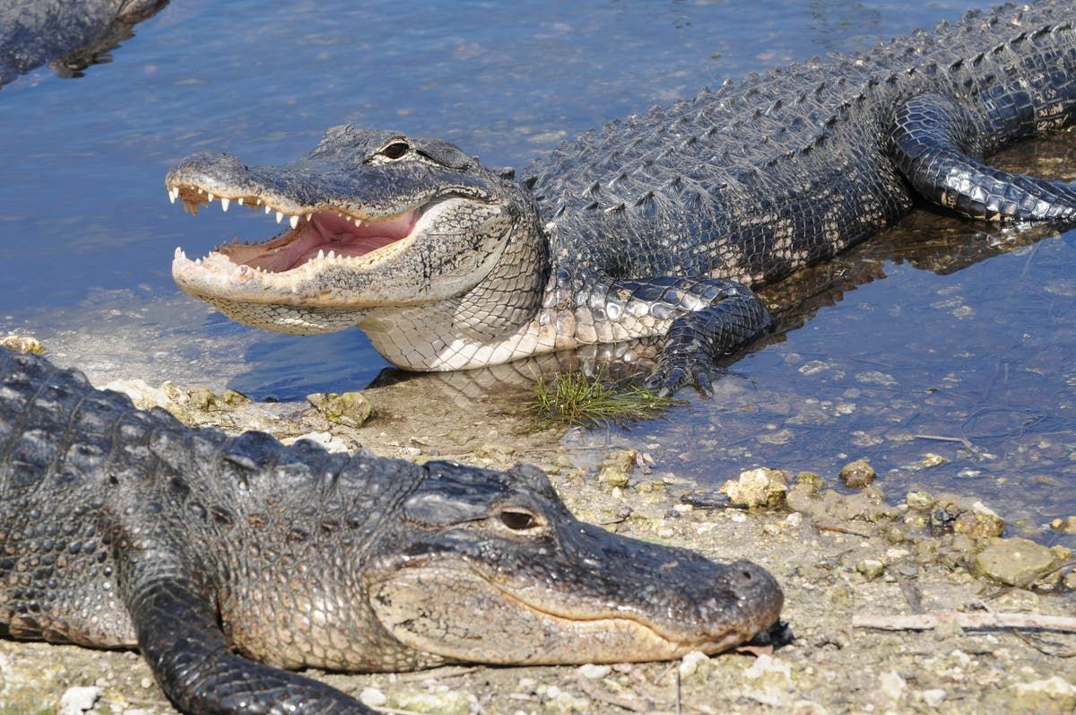 How many people are killed by alligators in the US…