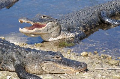How many people are killed by alligators in the US each year?
