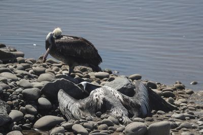 Bird flu kills sea lions and thousands of pelicans in Peru's protected areas