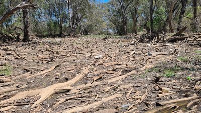 Macquarie River blocked in stretches as flood-time debris accumulates