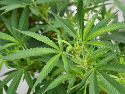 Farmer jailed after police find huge cannabis crop