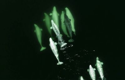 Narwhals' climate-vulnerable winter feeding crucial for survival: study