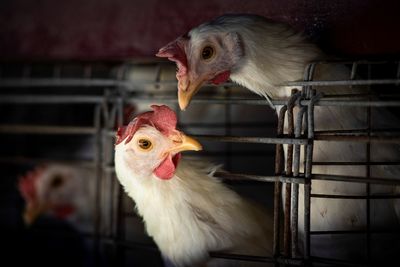 Argentina tightens health protocols to control bird flu