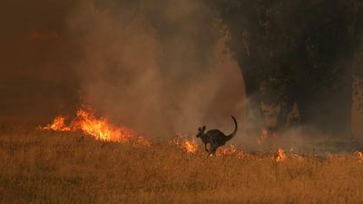 Dangerous grass fire season warning as La Niña fuel load dries to 'powder keg': Climate Council