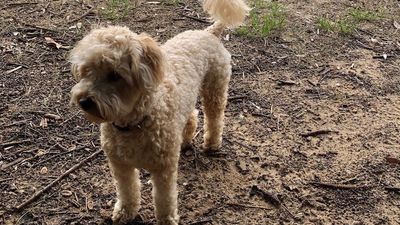 Cavoodle's near-death experience sparks police probe into illegal baiting at Pearl Beach, NSW