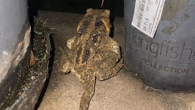'Rare' five-legged toad living in Ipswich yard an example of tadpole injury