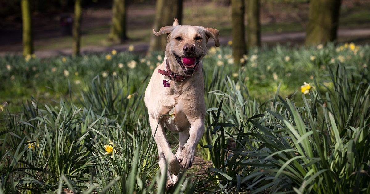 Best dog walks in Greater Manchester for National Dog…