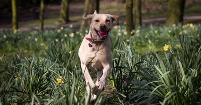 Best dog walks in Greater Manchester for National Dog Walking Day