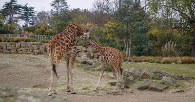 Dublin jobs: Zoo hiring 'enthusiastic' general assistant with a special set of skills