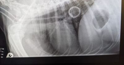 Dog swallowed tennis ball whole while out on a walk