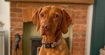 Warning to dog owners after two pets die of Alabama Rot within weeks