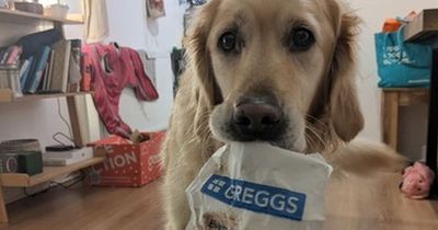 'My diva dog loves Greggs so much - she protests if I don't give her sausage rolls'