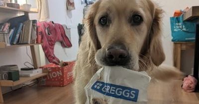 Scots dog obsessed with Greggs stages protests outside shop for sausage roll