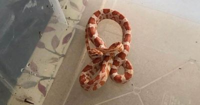 Glasgow granny's shock after finding 'exotic' snake curled up in back garden