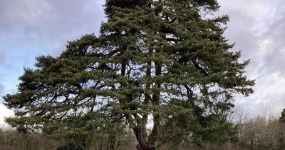 Community outraged at 'disgraceful' vandalism of beloved tree in Nottingham park