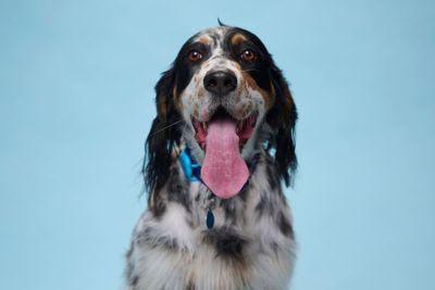 Three-year-old dog achieves Guinness World Record for the longest tongue