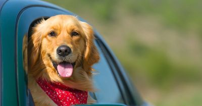 The best pet names have been revealed - and they've got people 'crying'