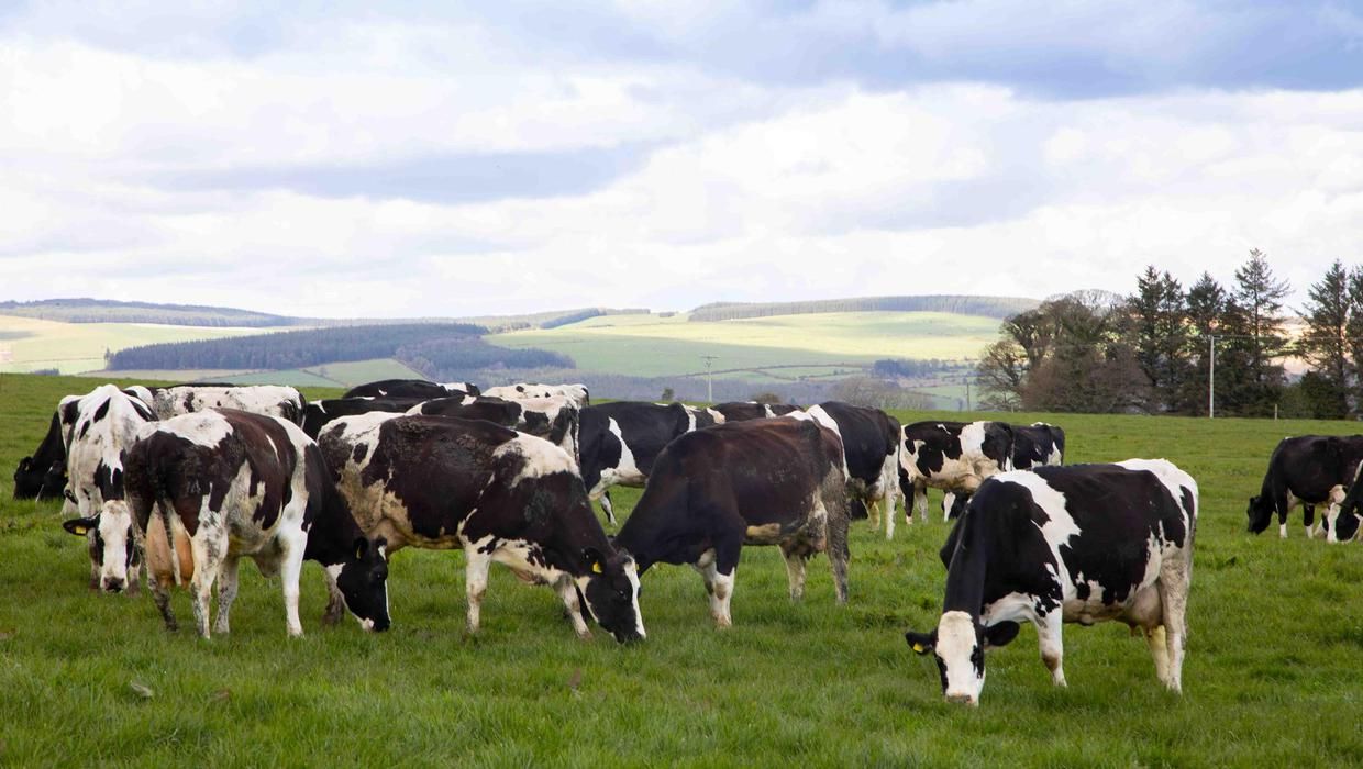 nitrates-banding-options-for-dairy-farmers-revealed