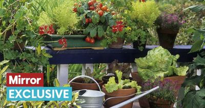 Plant expert shares key to growing tomatoes at home amid UK supermarket shortage