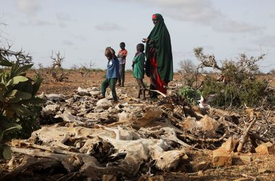 Drought in Horn of Africa worse than in 2011 famine