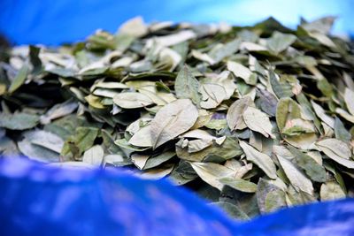 Colombia, Bolivia to ask UN to remove coca leaf from narcotics list