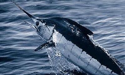 Hooked marlin does a U-turn, kills fishermen’s boat motor