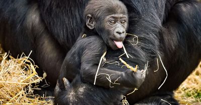 List of animals moving from Bristol Zoo to the Wild Place