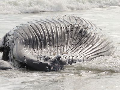 Marine commission: Whale deaths not linked to wind prep work