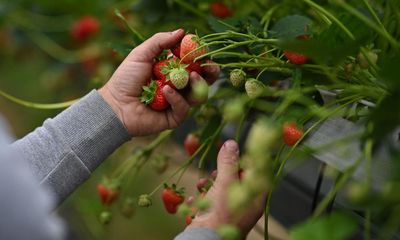 Farm workers on UK seasonal visas to be guaranteed 32 hours a week