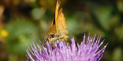Good or bad? Some 'invasive species' can help native ecosystems thrive