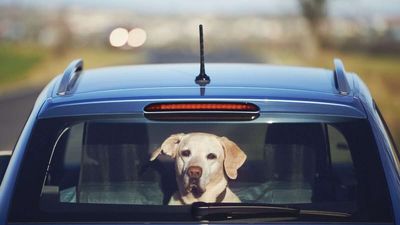Bad New Idea From Florida: Ban Dogs From Sticking Their Heads Out of Car Windows