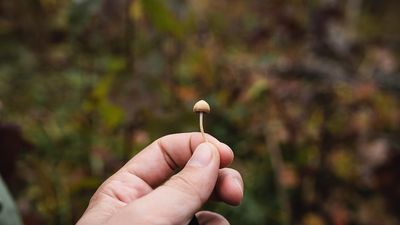 'Magic mushroom' trial in WA could be the key to treating depression