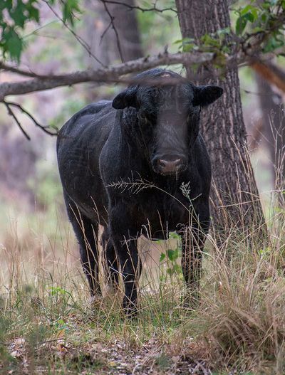 Reprieve sought for cattle on eve of US shooting operation