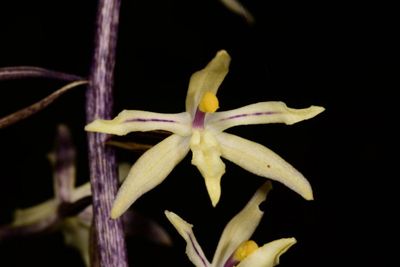 Researchers discover new orchid species