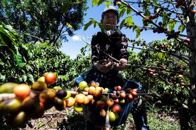 Coffee harvest plunges amid Central American exodus